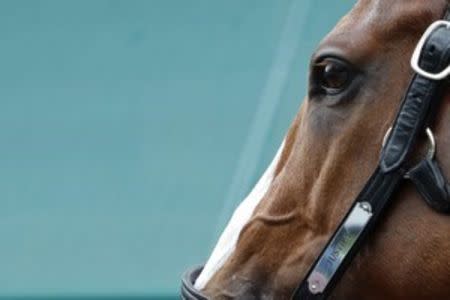 May 17, 2018; Baltimore, MD, USA; Kentucky Derby winner Justify stands while receiving a bath in the Preakness Barn after participating in a morning workout in preparation for the 143rd Preakness Stakes at Pimlico Race Course. Mandatory Credit: Geoff Burke-USA TODAY Sports