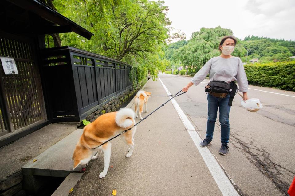 住客可以跟牠們一起去散步，說是遛狗，其實更像是「溜人」。（日本觀光局JNTO提供）