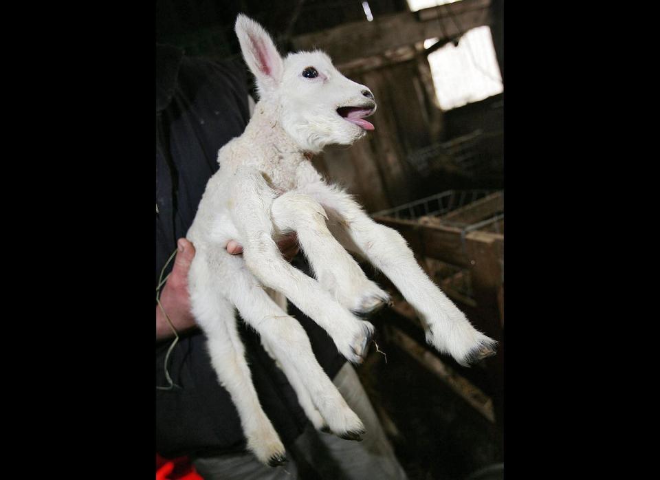 Belgian grower Maurice Peeters holds a six-legged lamb a day after its birth March 18, 2006, in Meeuwen-Gruitrode. 