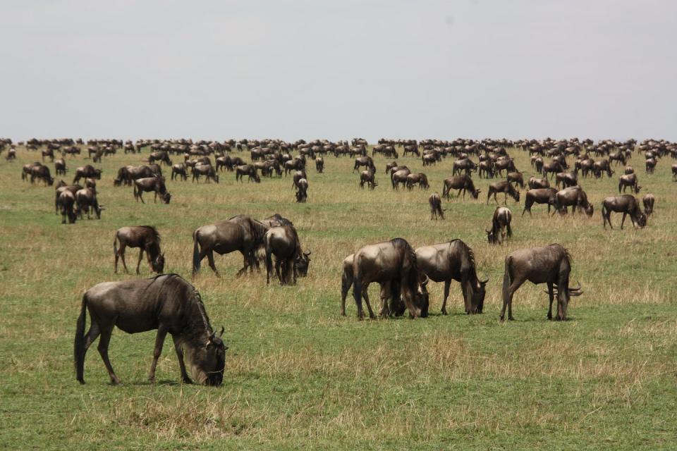 Wildebeest grazing on the Serengeti Plains in Tanzania. Norman Owen-Smith