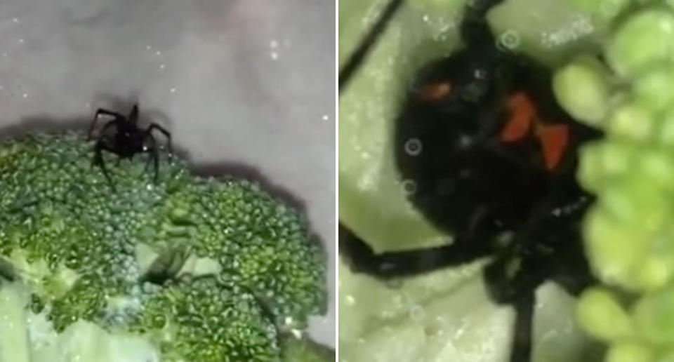 Jacob Vaughn was washing his broccoli in June when he saw a black widow spider on top of the vegetable. Source: Storyful