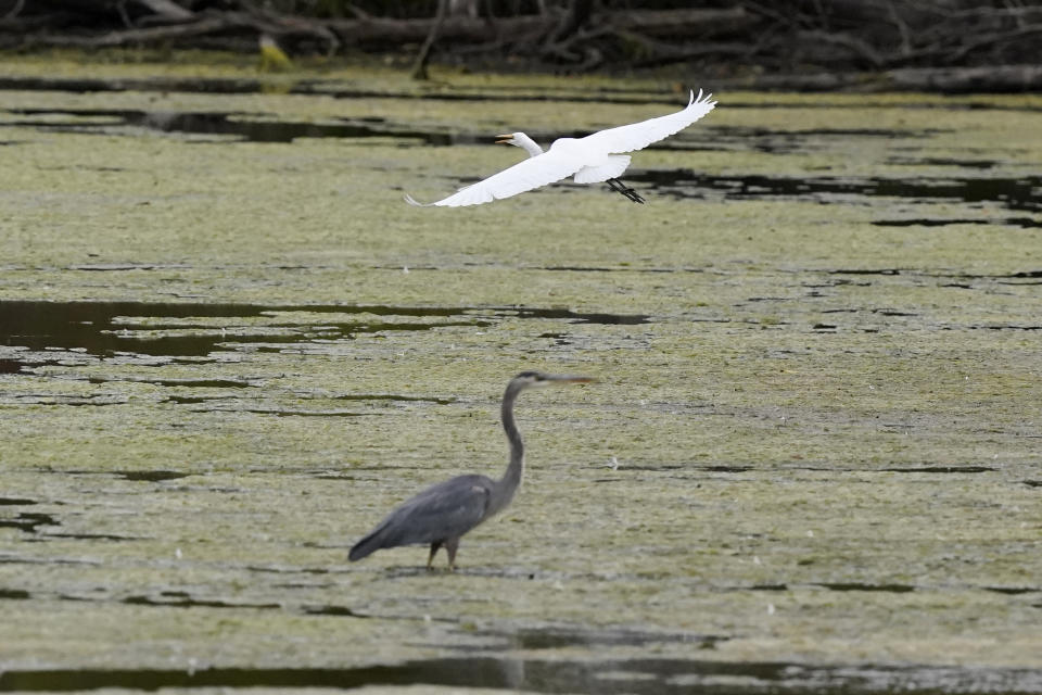 FILE - A great egret flies above a great blue heron in a wetland inside the Detroit River International Wildlife Refuge on Oct. 7, 2022, in Trenton, Mich. Congress on Wednesday, March 29, 2023, approved a resolution to overturn the Biden administration’s protections for the nation’s waterways that Republicans have criticized as a burden on business, advancing a measure that President Joe Biden has promised to veto. (AP Photo/Carlos Osorio, File)