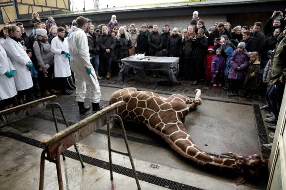 Denmark Zoo Kills Giraffe