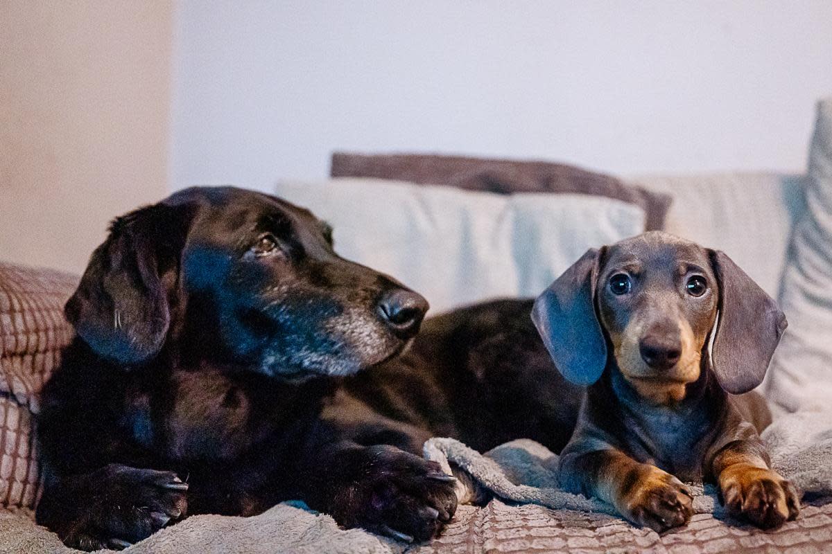 Tiny Rizzo, right, suffered a broken leg when another dog, Freeman, fell on her <i>(Image: Supplied)</i>