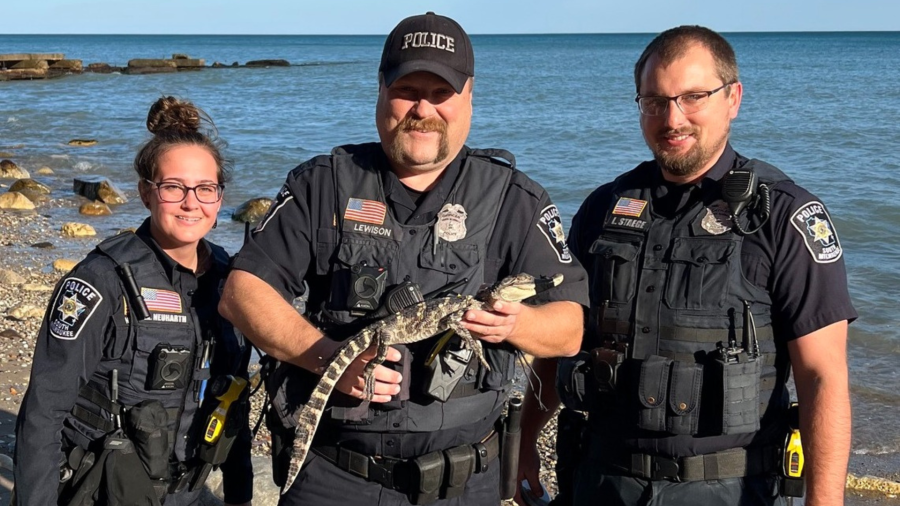 Alligator found on the beach of Grant Park in South Milwaukee. (South Milwaukee Police Department)