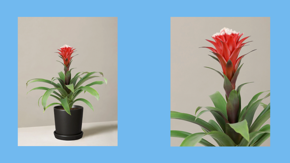 Lunar New Year Gifts: The Sill Bromeliad Red Guzmania Hope