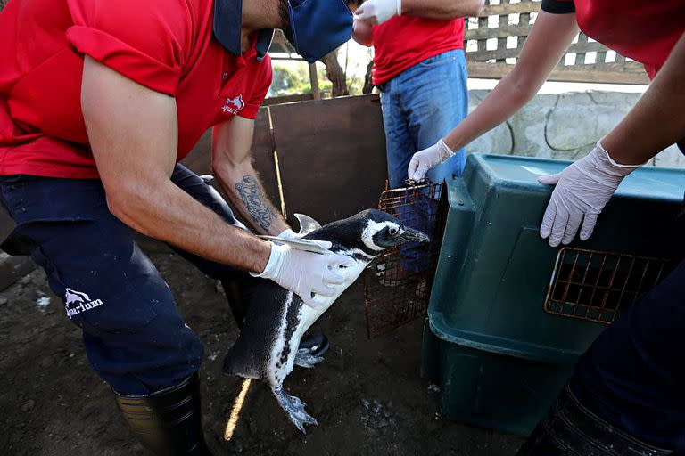 Un pingüino recuperado es ingresado en un pequeño contenedor en el Centro de Rehabilitación de Fauna Marina para poder trasladarlo a la costa
 
