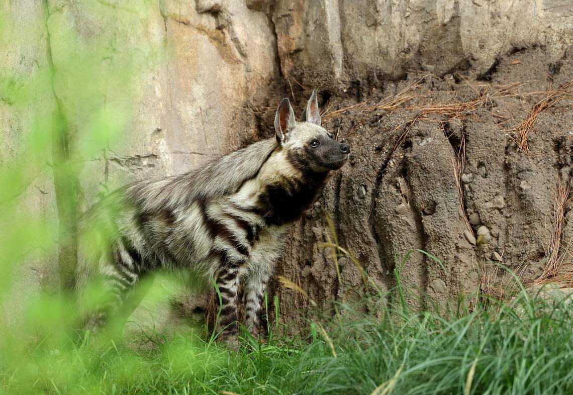 A hyena at the Fort Worth Zoo’s new exhibit, Predators of Asia & Africa, on Tuesday, June 20, 20-22. The exhibit features seven species, including African lions, cheetahs, Sumatran tigers and more. Amanda McCoy/amccoy@star-telegram.com