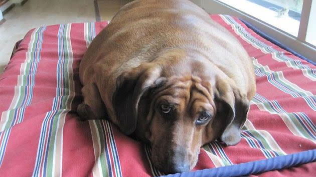 super fat wiener dog