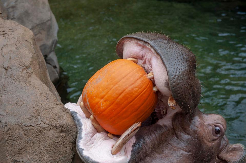 HallZOOween at the Zoo ends on Oct. 30.