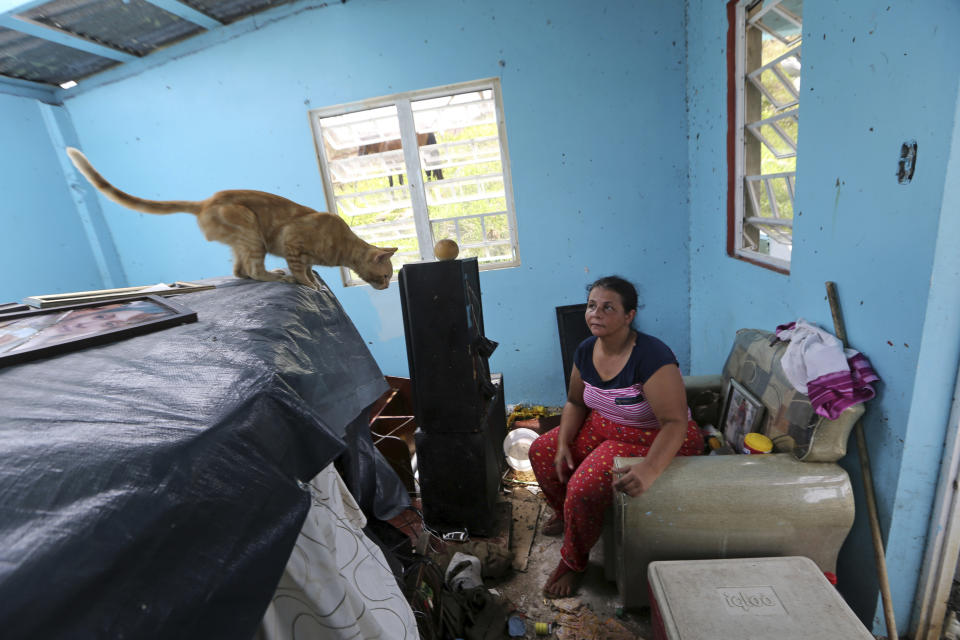 Puerto Rico hurricane animal aid