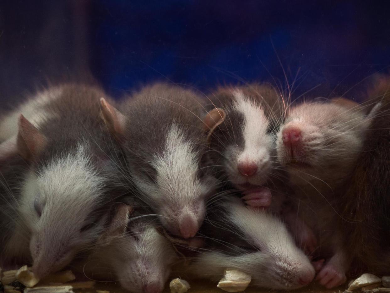 Baby mice produce pheromones in their tears that suppress the sexual urges of older females: Getty