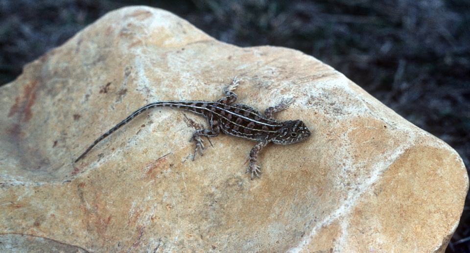 This is one of the few known pictures of a Bathurst grasslands earless dragon. Source: Gavin Waters