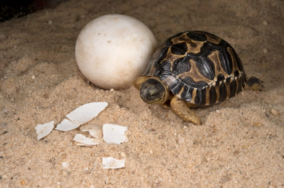 Madagascar's radiated tortoises have all but disappeared from their island home due to habitat loss, hunting for their meat, and collection for the pet trade. The females lay from three to 12 eggs, which resemble Ping-Pong balls. The hatchlings