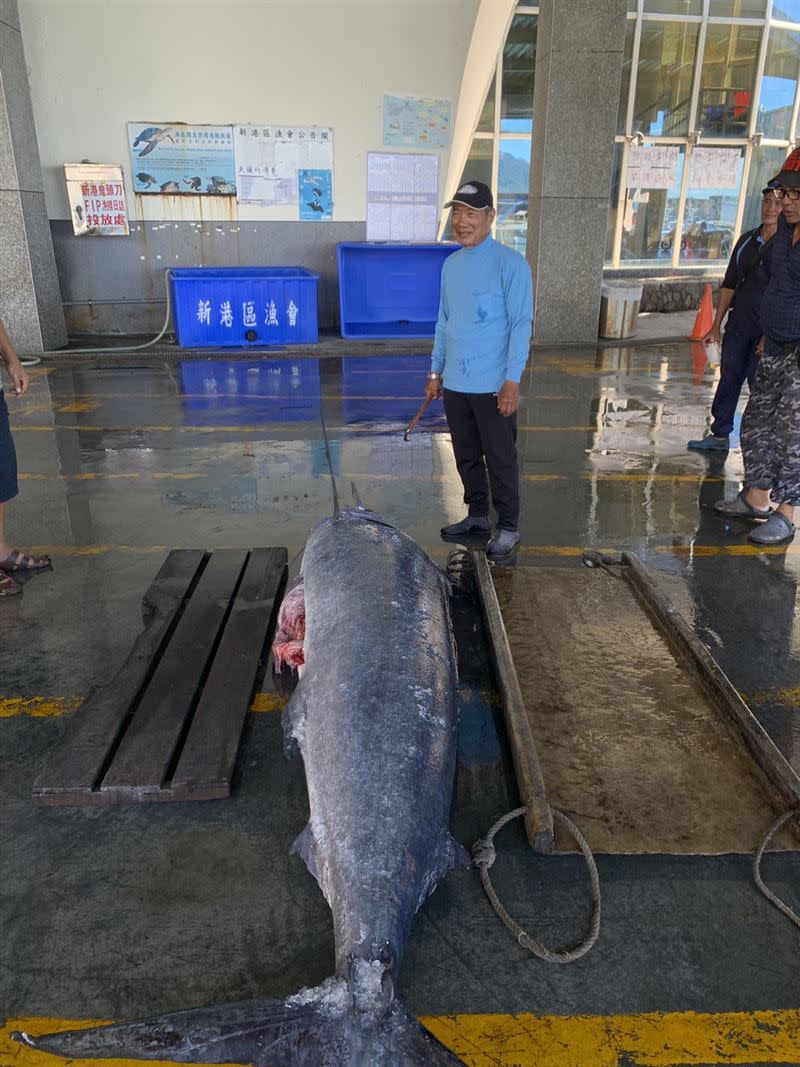 210公斤的旗魚為10-12月的旗魚季開出好彩頭。(圖／記者王浩原拍攝)