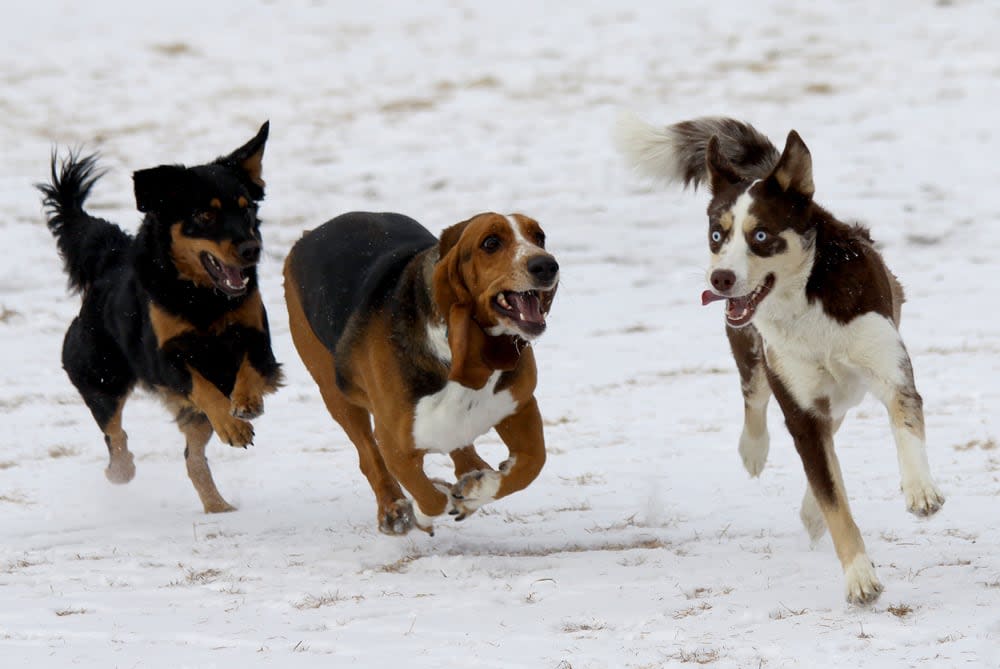 Saturday's incident was not the first high-profile dog attack in the city this year. In February, a 54-year-old woman was attacked by two off leash dogs while waiting for a bus in Etobicoke.  (Dr. Alan Lipkin/Shutterstock - image credit)