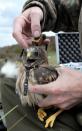 RSPB embarrassed after rare bird it suggested had been illegally dispatched is found alive and well