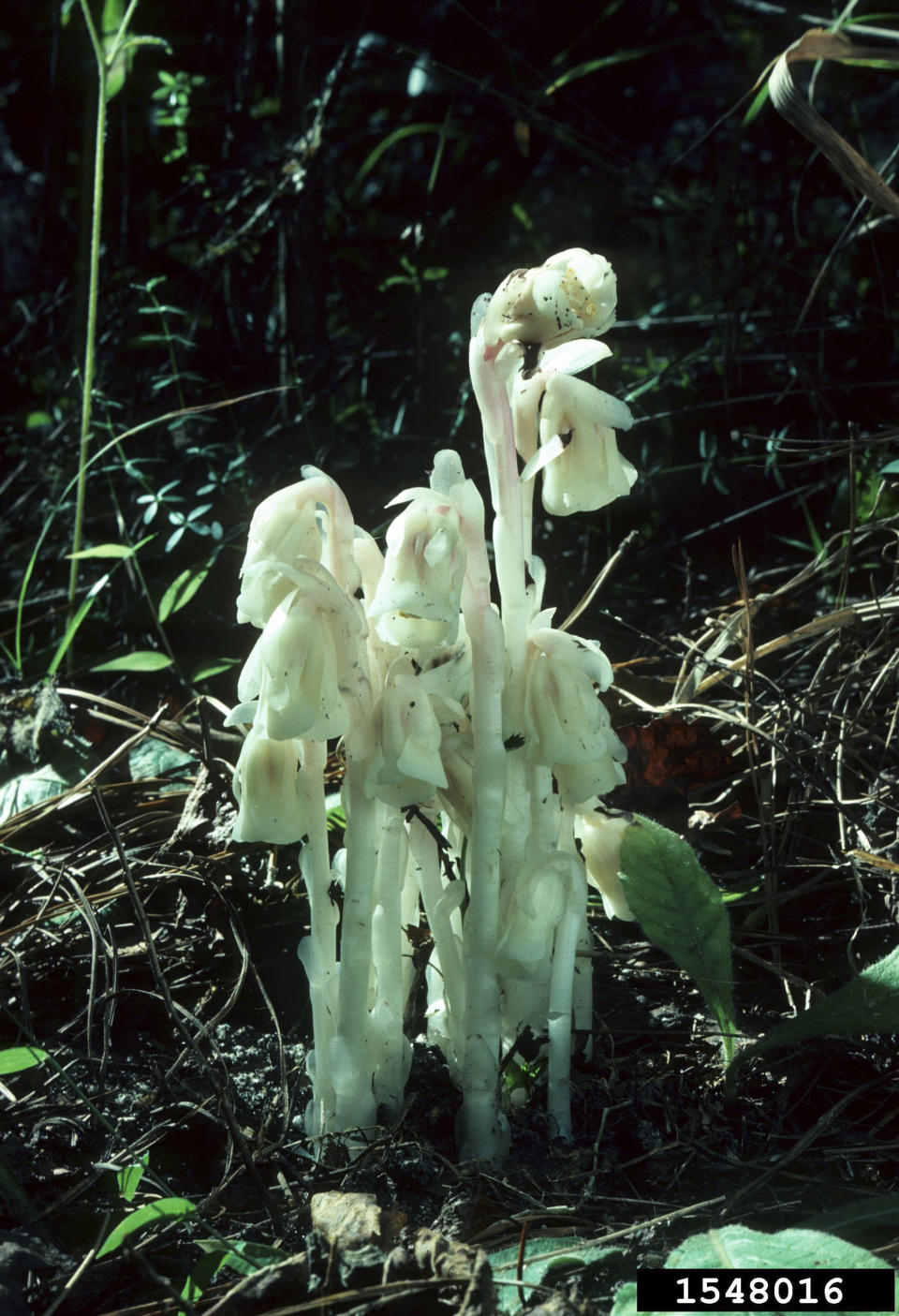 This Oct. 15, 1977 image provided by Bugwood.org shows a ghost plant growing in Statesboro, Ga. The white plant, also known as Indian pipe, doesn't produce chlorophyl, the pigment that gives other plants their green color. (Sturgis McKeever/Georgia Southern University/Bugwood.org via AP)