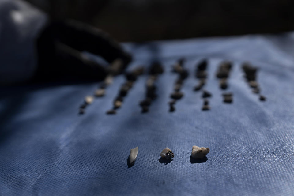 Teeth recovered by forensic technicians are collected on a screen during an excavation on a plot of land referred to as a cartel "extermination site", on the outskirts of Nuevo Laredo, Mexico, Tuesday, Feb. 8, 2022. The phenomenon of Mexico’s disappearances exploded in 2006 when the government declared war on the drug cartels. It wasn’t until 2018, that a law passed, laying the legal foundations for the government to establish the National Search Commission. (AP Photo/Marco Ugarte)