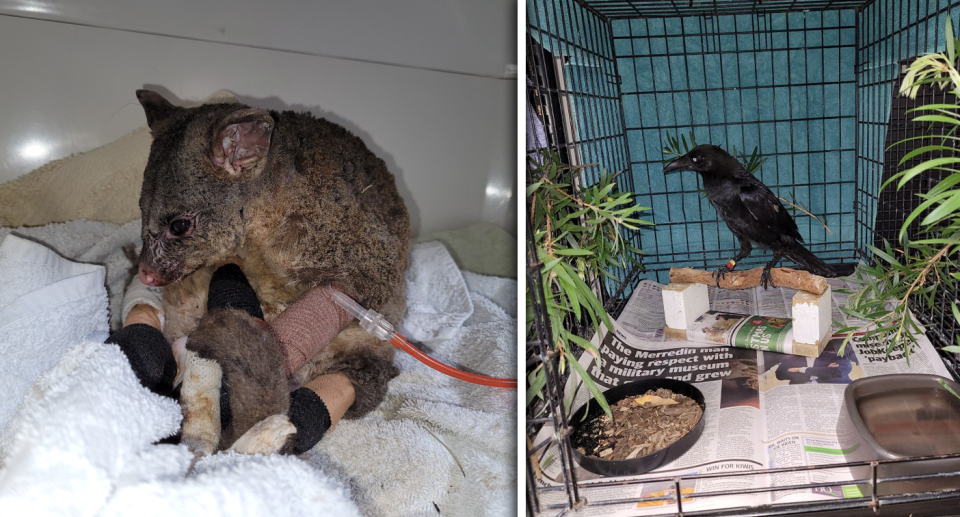 Left - Blossom the possum in care. Right - the raven in care.