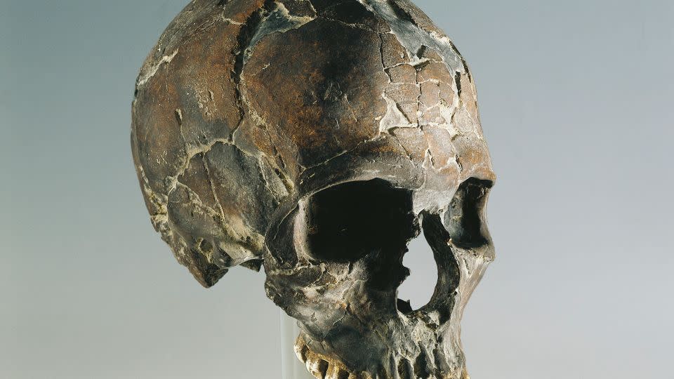 A skull found in Qafzeh, Israel, is believed to belong to an early modern human. - A. Dagli Orti/De Agostini/Getty Images