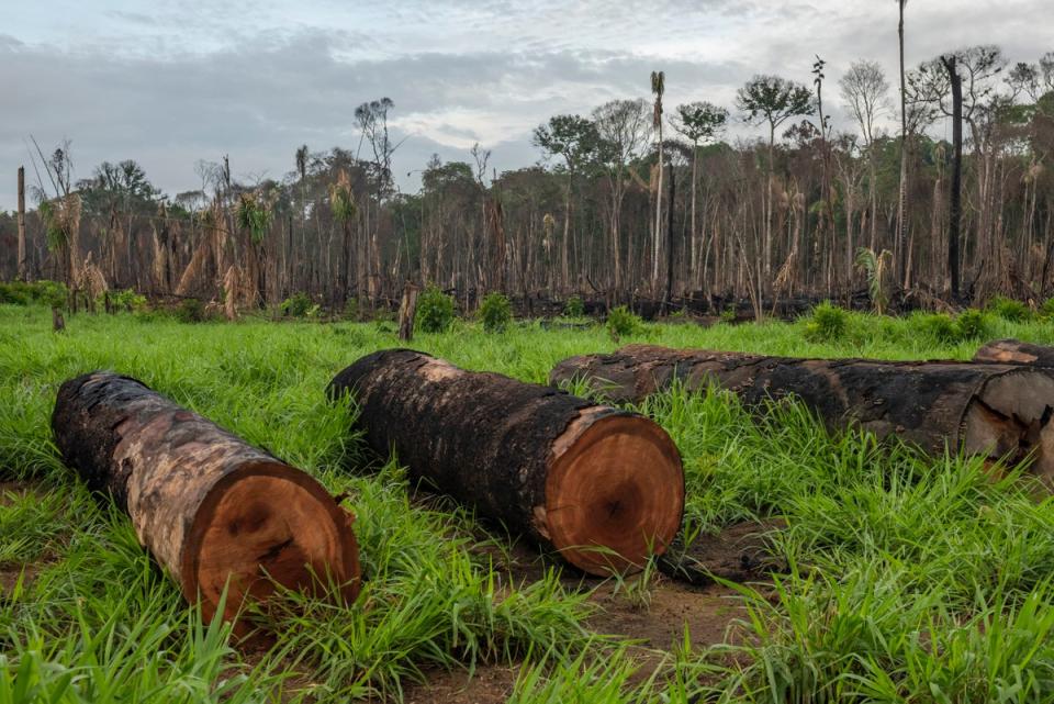 Logging is one of the extractive industries that are pushing tropical forests towards tipping points (PA)