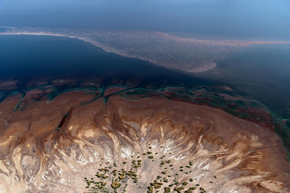 Flamingos from above