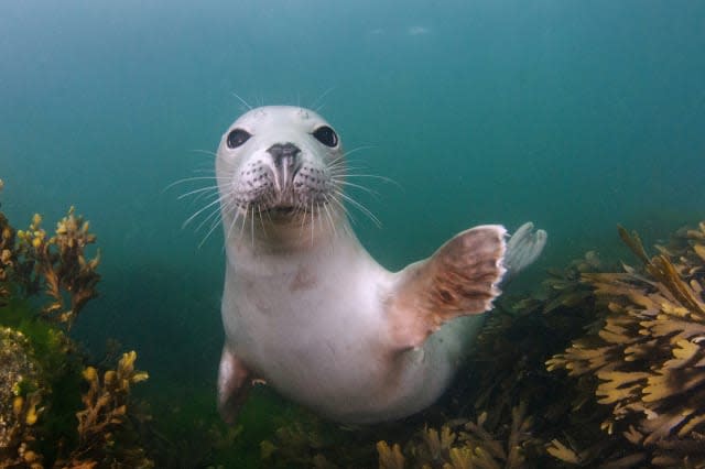 FARNE ISLANDS, UNITED KINGDOM - AUGUST: A young grey seal appears to extend its flipper in a greeting, in August, 2014, in the Farne Islands, England.SEALED with a KISS! A group of young seals delighted divers with their amorous behaviour. The grey seals were in a playful mood as they dove with married photographers Caroline and Nick Robertson-Brown.The British pair organise trips near the Puffin Islands in Anglesey and Farne Islands in Northumberland under the name Frogfish Photography. Nick is running in the general election for the Altrincham and Sale West constituency for the Green Party to raise awareness of the need for marine conservation zones.PHOTOGRAPH BY Frogfish Photography / Barcroft MediaUK Office, London.T +44 845 370 2233W www.barcroftmedia.comUSA Office, New York City.T +1 212 796 2458W www.barcroftusa.comIndian Office, Delhi.T +91 11 4053 2429W www.barcroftindia.com