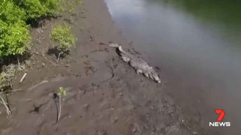 The creek where Ms Cameron's items were found is inhabited by crocodiles. Source: 7 News