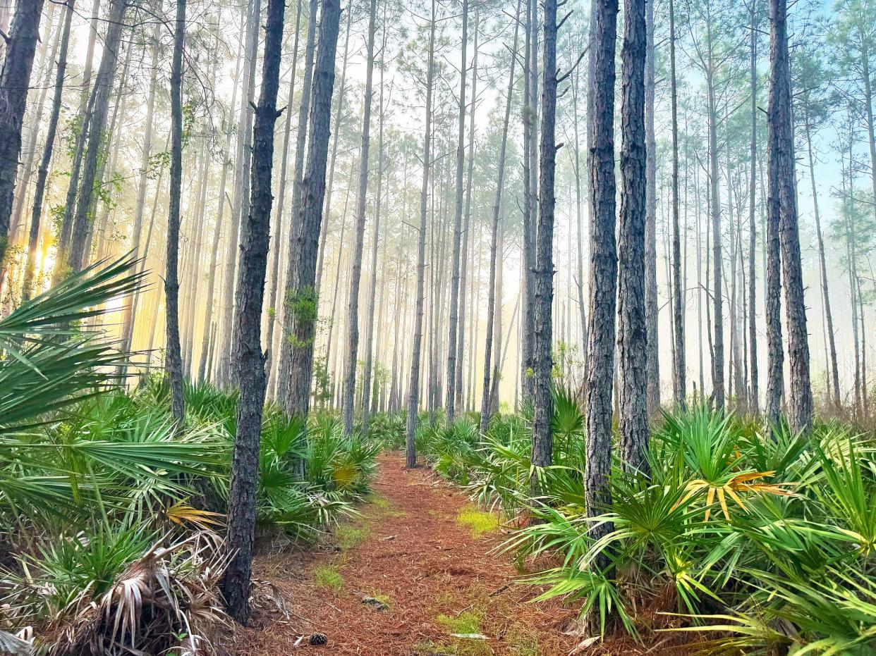 Morning fog mixes with sunrise on a trail in Betz-Tiger Point Preserve -- more than 500 acres of land acquired by the City of Jacksonville in 2003 as part of the Preservation Project.