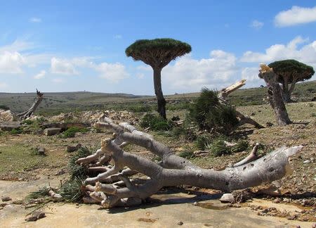 A dragon blood tree lies on the ground after a cyclone uprooted it in Yemen's Socotra island November 10, 2015. Cyclone winds and rain killed up to six people on Yemen's Socotra island before hitting the mainland on Tuesday, the second such storm there in a week, the United Nations said. REUTERS/Stringer