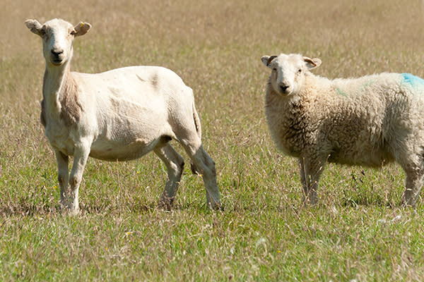 Una oveja trasquilada junta a otra que conserva toda su lana. Foto: Groomee / Getty Images.