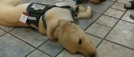 Hotel Refuses Reservation For Family With Service Dog