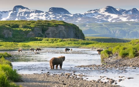 Alaska is also renowned for its wildlife - Credit: iStock
