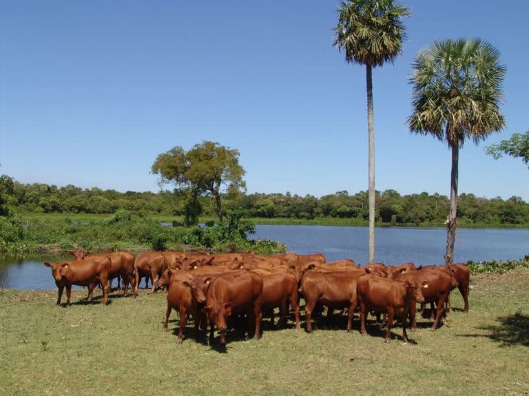 Ganadería en Formosa