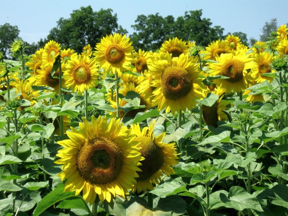 Sunflower Maze at The Inn Between Restaurant in Camillus, New York