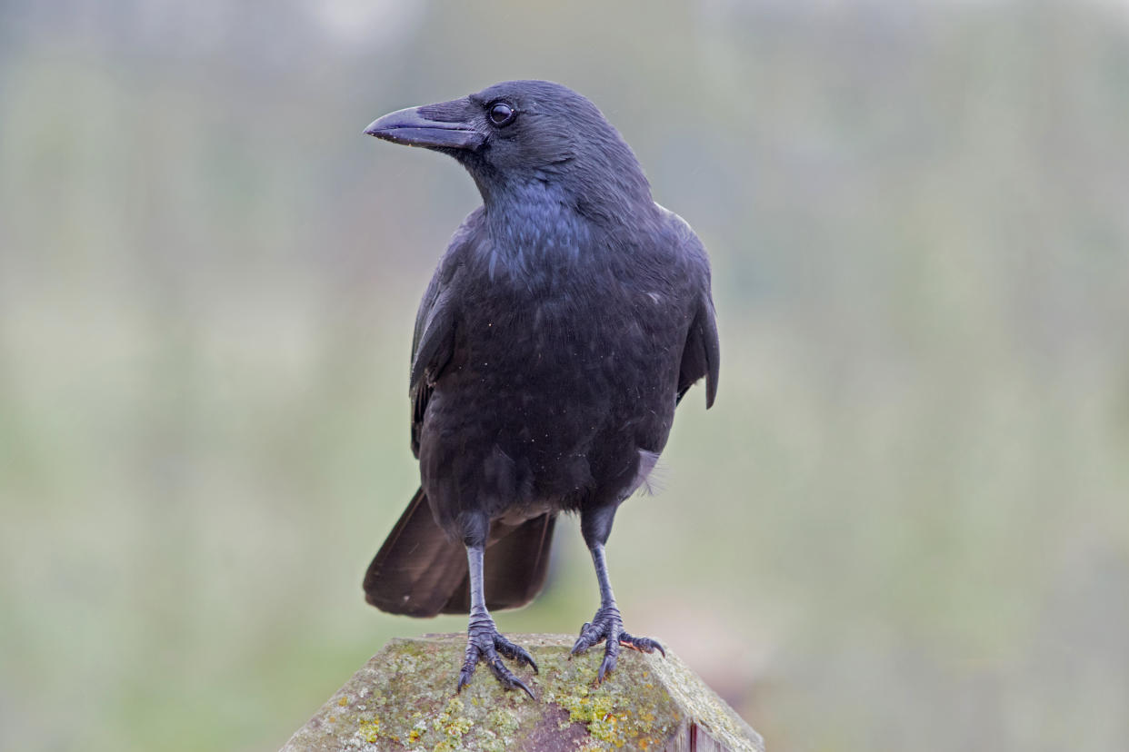 Single black Crow perched on a wooden stump