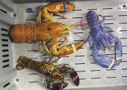 A bright orange, left, a bright blue, right, and a calico lobster at New Meadows Lobster in Portland, Maine. Scientists are seeing a boom in the number of blue, orange, yellow and calico-colored lobsters in the past two years, leading them to ask why they're getting more reports of rare-colored lobsters showing up in fishermen's traps. (AP Photo/Rebecca McAleney, File)