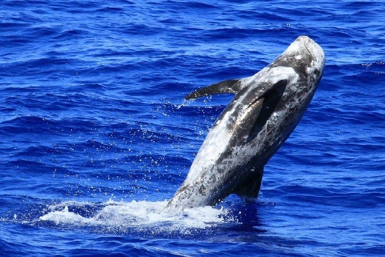 Risso's dolphins, also known as gray dolphins, reach 13 feet and 1,100 pounds. They can be found in temperate and tropical oceans around the world, according to NOAA.
