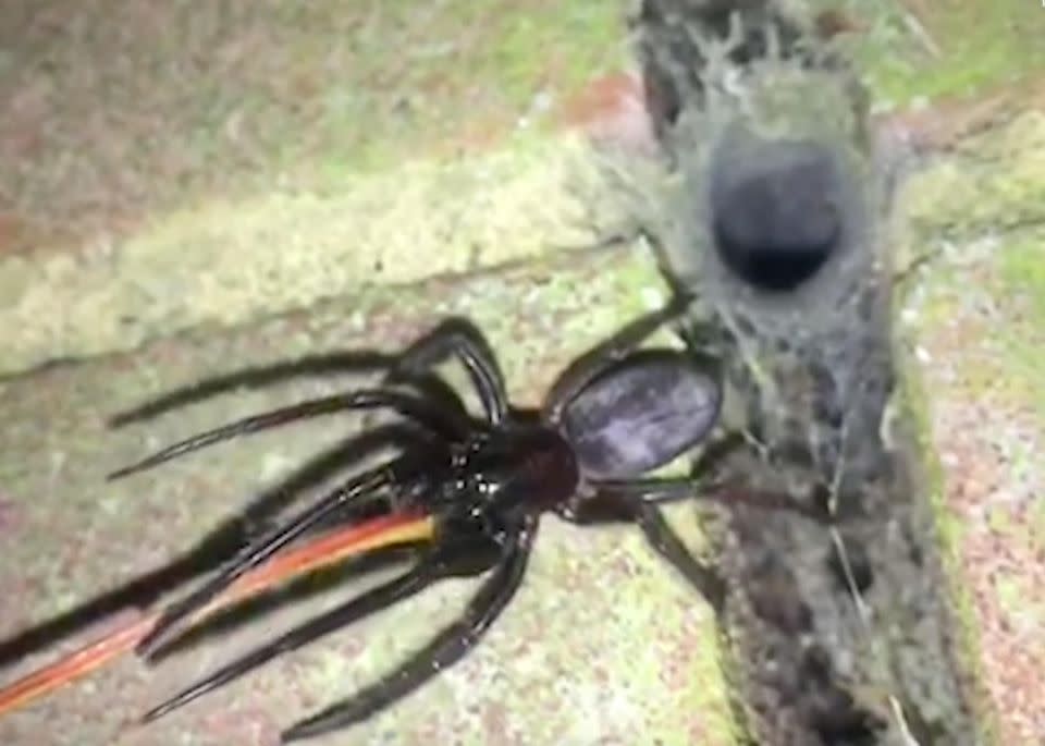 The spiders come out when disturbed. Photo: Caters News