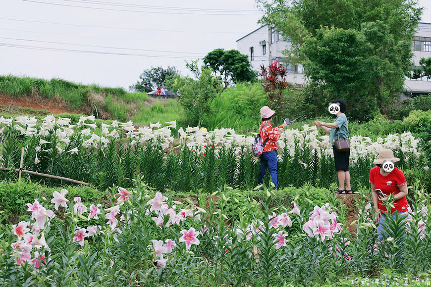 新北淡水｜奎柔山路百合花園