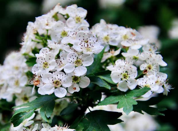 May birth flower: Hawthorn<p><a href="https://unsplash.com/photos/UpQxz3vr9SU" rel="nofollow noopener" target="_blank" data-ylk="slk:Timo C. Dinger via UnSplash;elm:context_link;itc:0;sec:content-canvas" class="link ">Timo C. Dinger via UnSplash</a></p>