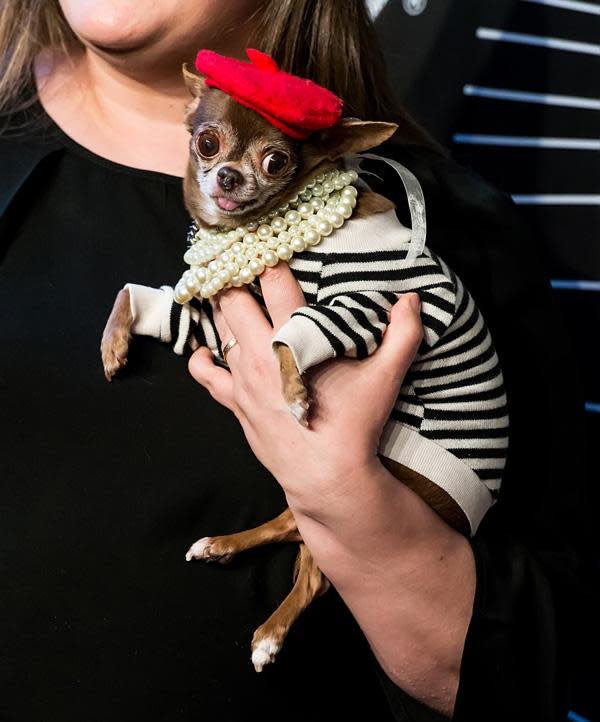 Dogs steal the show at the 2016 Webby Awards