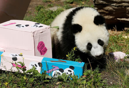 Giant Panda cub Fu Ban approaches parcels containing food on its first birthday at Schoenbrunn Zoo in Vienna, Austria August 7, 2017. REUTERS/Heinz-Peter Bader