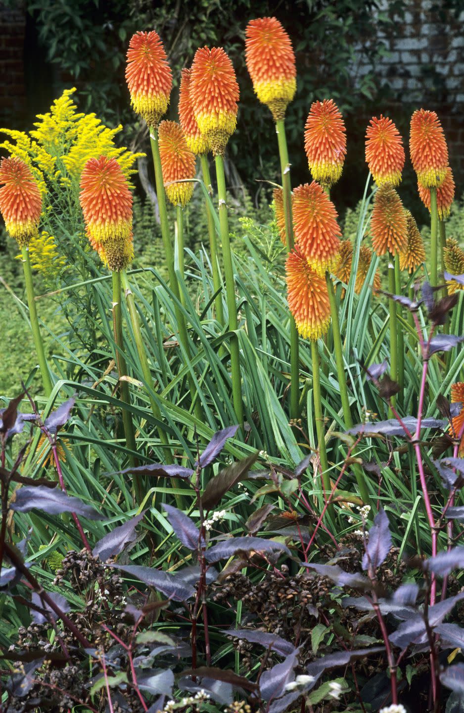 8) Red Hot Poker