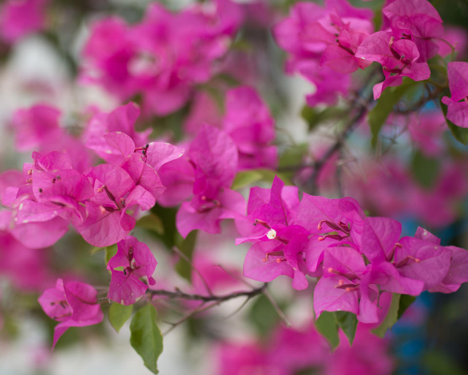 3. Bougainvillea