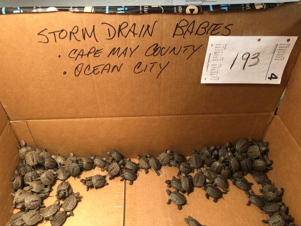 Many baby turtles inside a large cardboard box