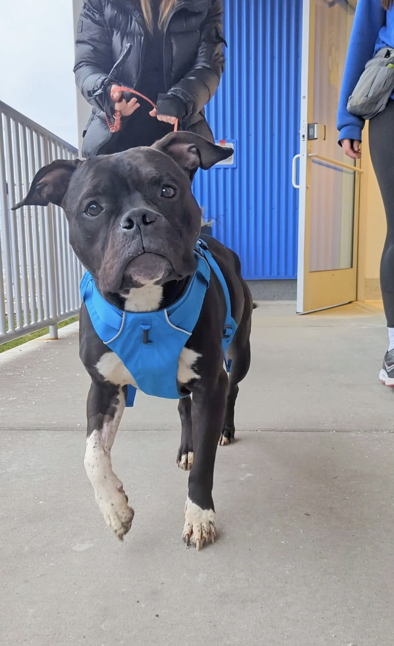 Brindle dog in blue harness walking towards camera, partially obscured person behind