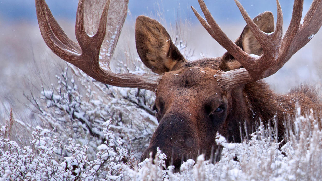  Bull moose hiding in snowy bushes. 