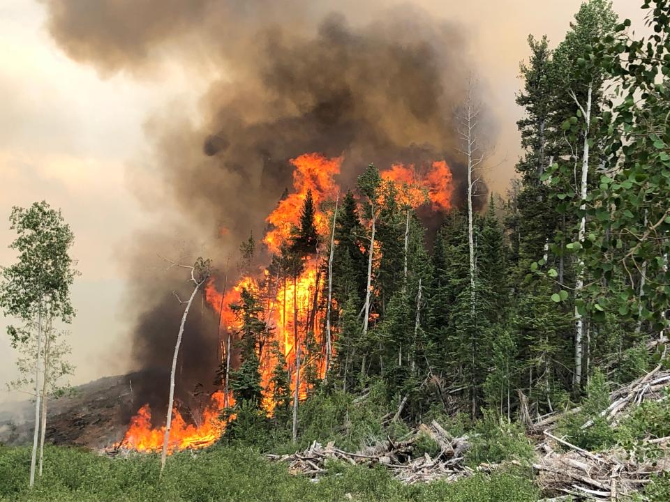 Flames burn through conifer trees in the Dixie National Forest in this submitted image from the Utah Interagency Fire group.